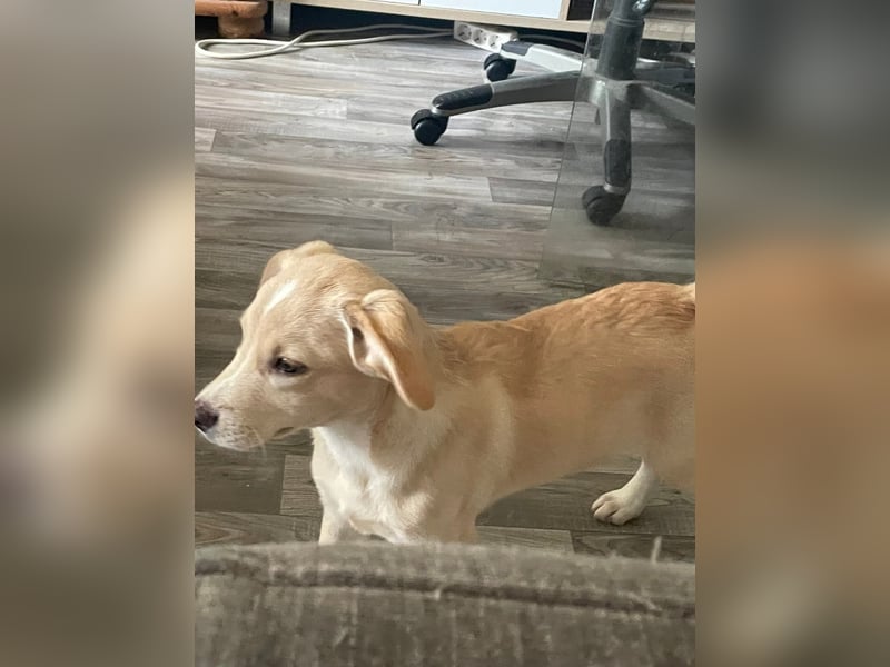 Kleiner Yaro sucht liebevolles Zuhause Kleiner Yaro sucht liebevolles Zuhause