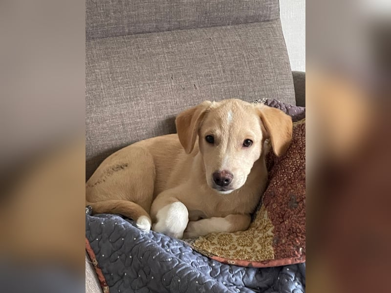 Kleiner Yaro sucht liebevolles Zuhause Kleiner Yaro sucht liebevolles Zuhause