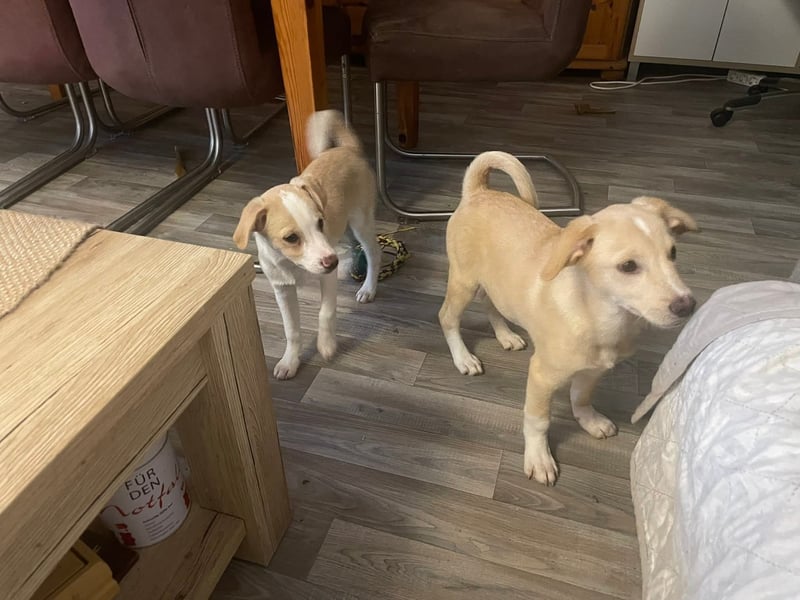 Kleiner Yaro sucht liebevolles Zuhause Kleiner Yaro sucht liebevolles Zuhause
