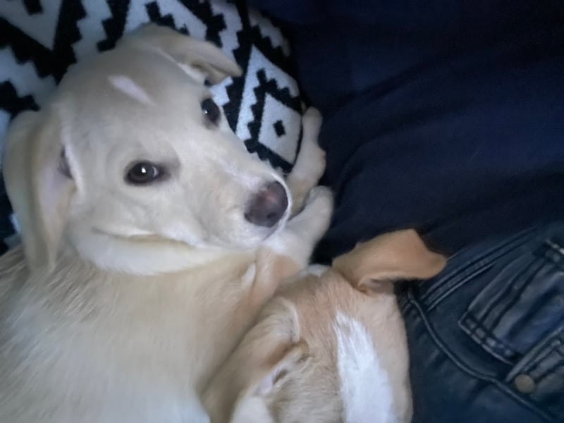 Kleiner Yaro sucht liebevolles Zuhause Kleiner Yaro sucht liebevolles Zuhause