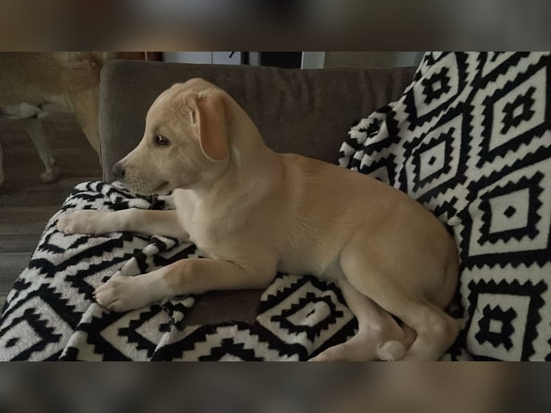 Kleiner Yaro sucht liebevolles Zuhause Kleiner Yaro sucht liebevolles Zuhause