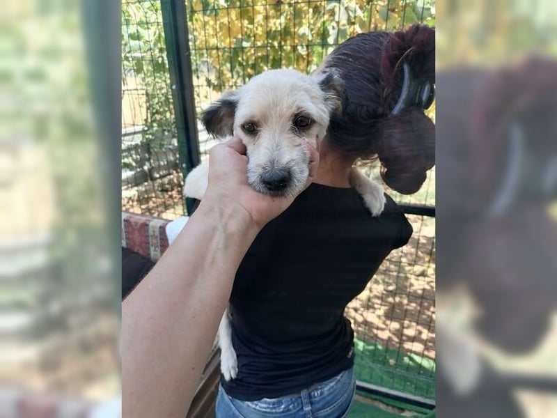 Lani, zarte Seele sucht liebevolles Zuhause als Einzelprinzessin
