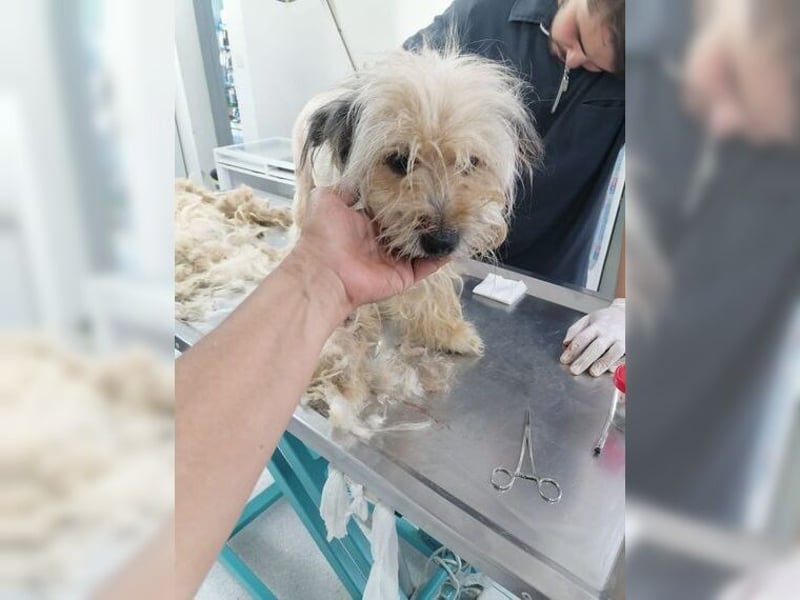 Lani, zarte Seele sucht liebevolles Zuhause als Einzelprinzessin