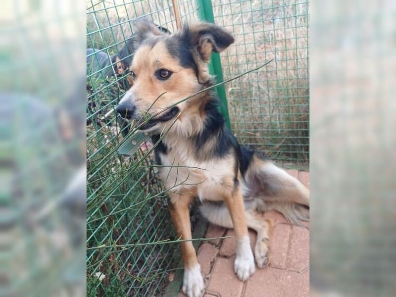 Cooper, sportlicher Wirbelwind sucht seine Menschen