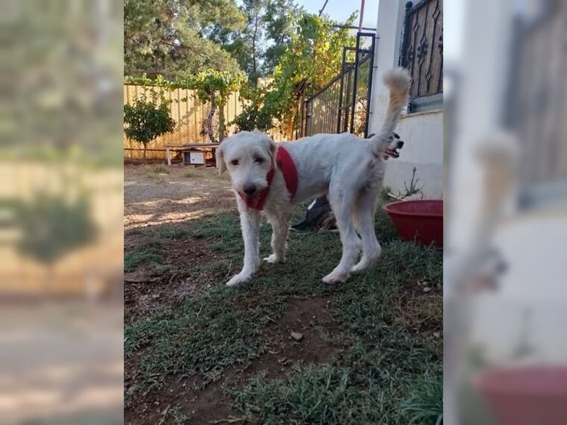 Alvin, zauberhafter Wuschel, Anfängerhund