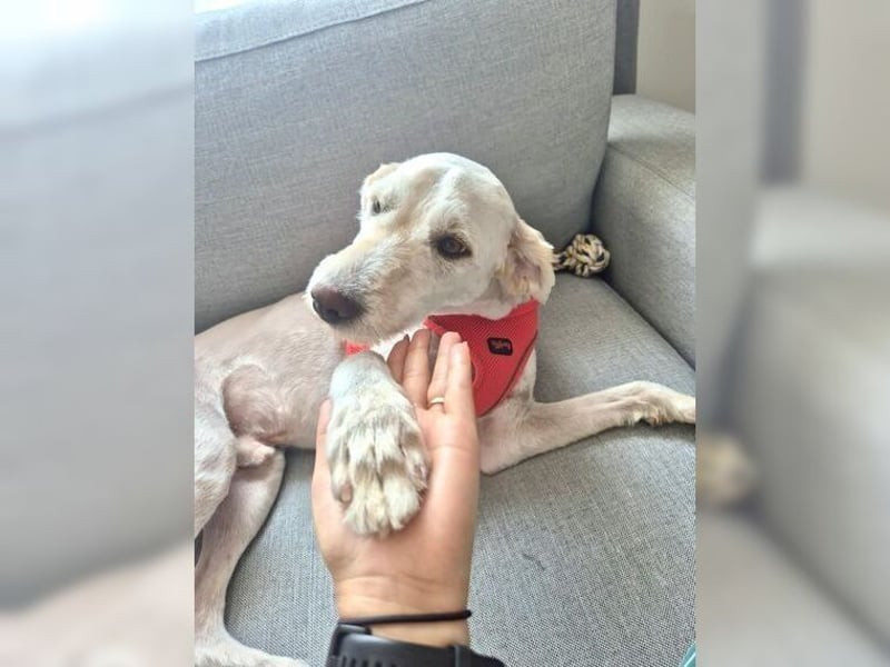 Alvin, zauberhafter Wuschel, Anfängerhund