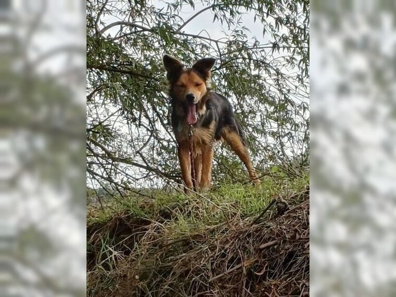 Cooper, sportlicher Wirbelwind sucht seine Menschen