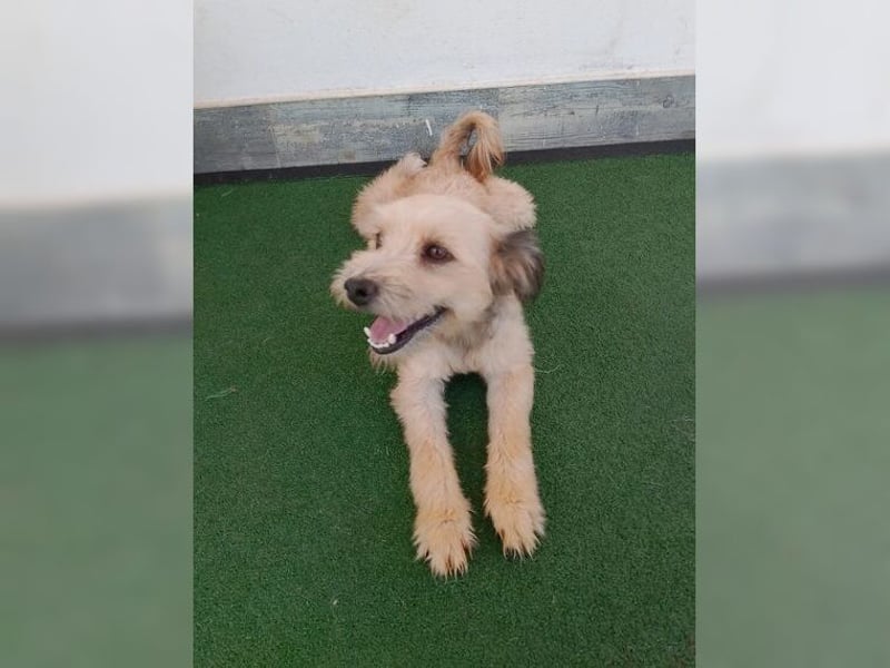 Lani, zarte Seele sucht liebevolles Zuhause als Einzelprinzessin