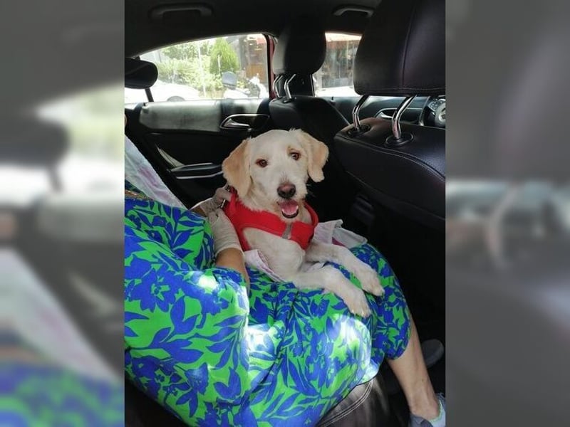 Alvin, zauberhafter Wuschel, Anfängerhund