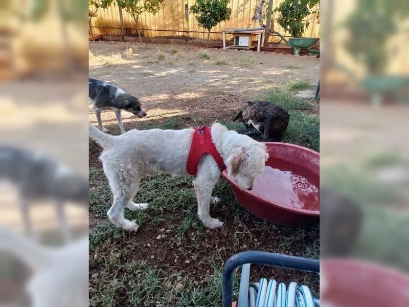 Alvin, zauberhafter Wuschel, Anfängerhund