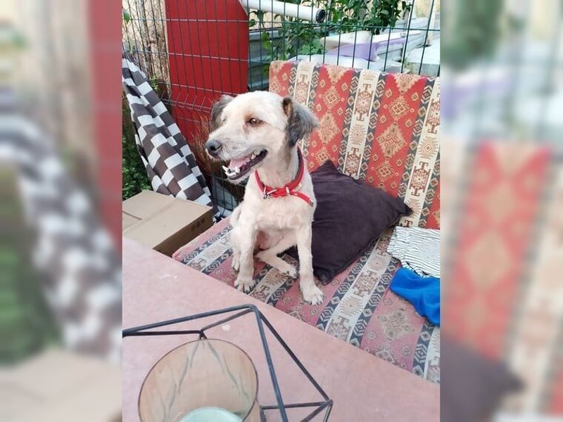 Lani, zarte Seele sucht liebevolles Zuhause als Einzelprinzessin