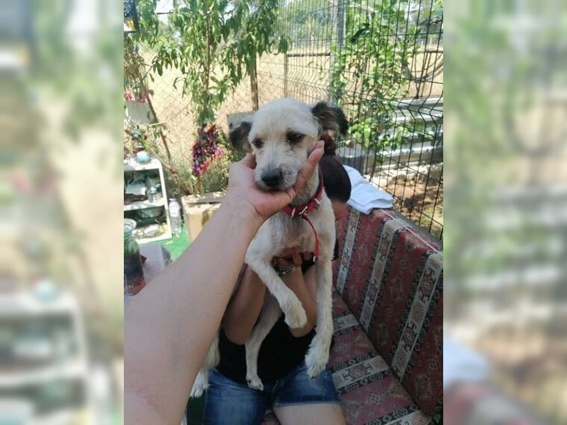 Lani, zarte Seele sucht liebevolles Zuhause als Einzelprinzessin