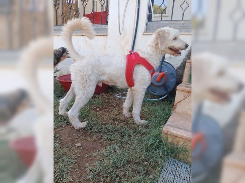 Alvin, zauberhafter Wuschel, Anfängerhund