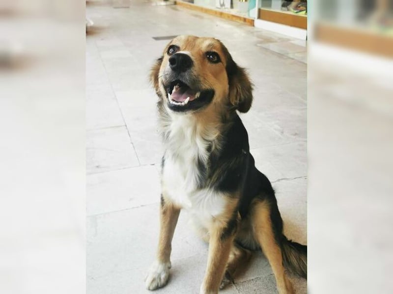 Cooper, sportlicher Wirbelwind sucht seine Menschen