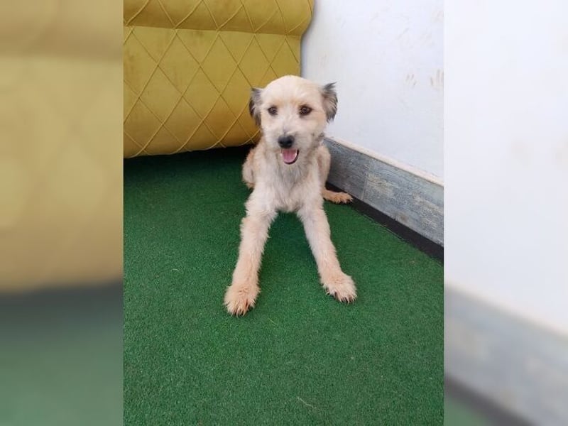 Lani, zarte Seele sucht liebevolles Zuhause als Einzelprinzessin
