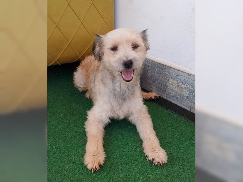 Lani, zarte Seele sucht liebevolles Zuhause als Einzelprinzessin