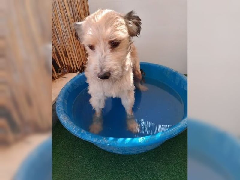 Lani, zarte Seele sucht liebevolles Zuhause als Einzelprinzessin