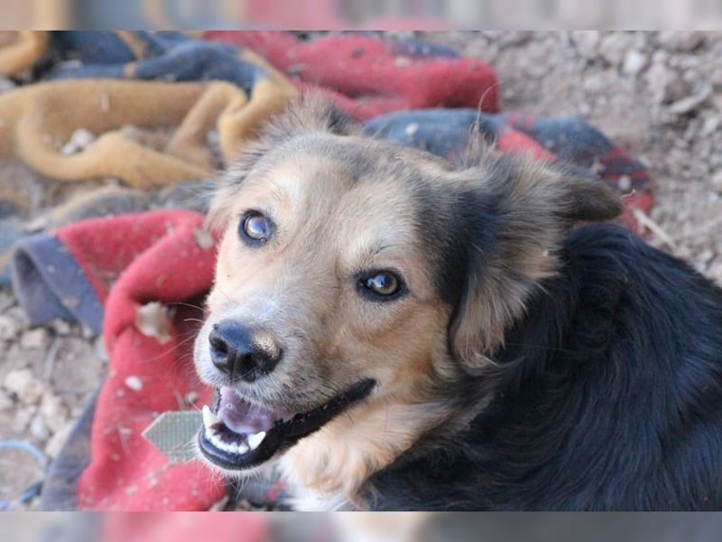 Cooper, sportlicher Wirbelwind sucht seine Menschen