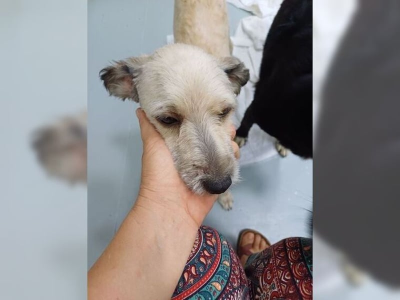 Lani, zarte Seele sucht liebevolles Zuhause als Einzelprinzessin