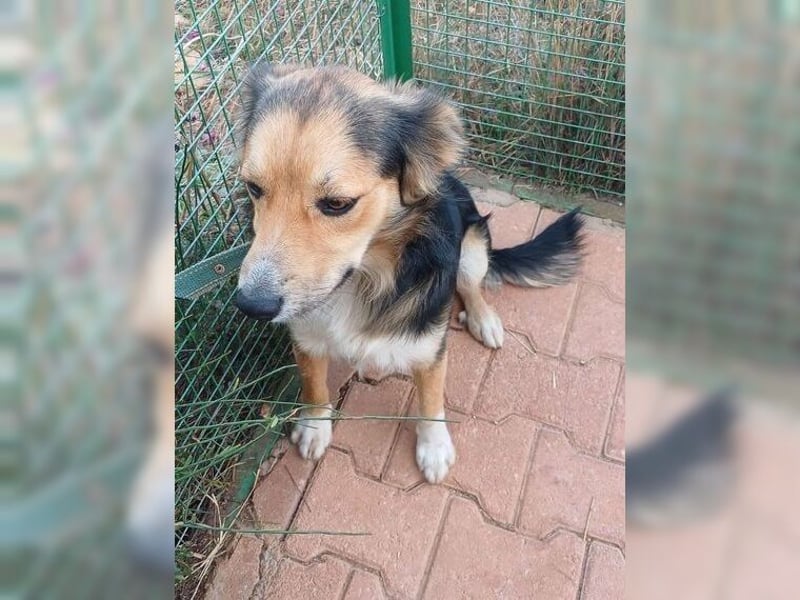 Cooper, sportlicher Wirbelwind sucht seine Menschen