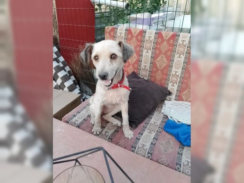 Lani, zarte Seele sucht liebevolles Zuhause als Einzelprinzessin