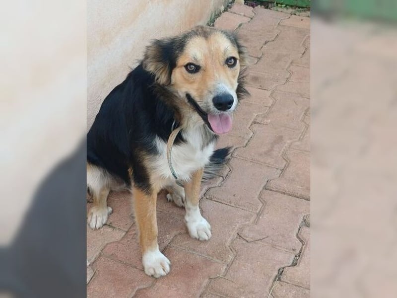 Cooper, sportlicher Wirbelwind sucht seine Menschen