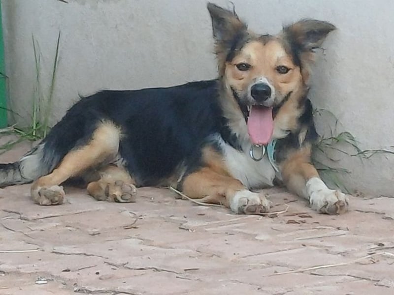 Cooper, sportlicher Wirbelwind sucht seine Menschen