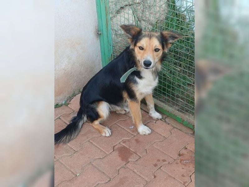 Cooper, sportlicher Wirbelwind sucht seine Menschen