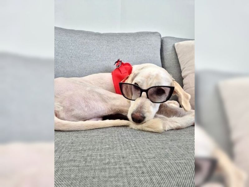 Alvin, zauberhafter Wuschel, Anfängerhund