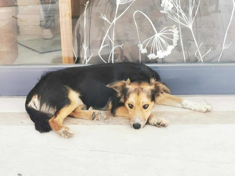 Cooper, sportlicher Wirbelwind sucht seine Menschen