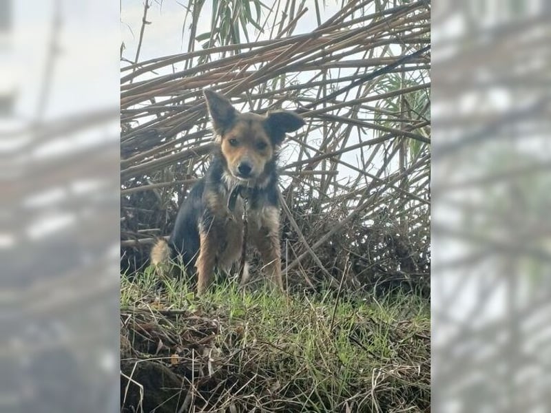 Cooper, sportlicher Wirbelwind sucht seine Menschen