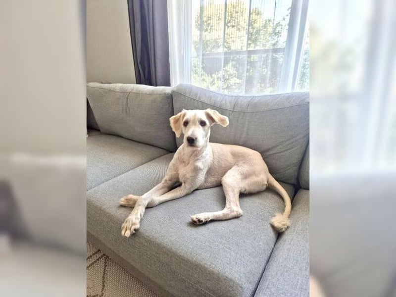 Alvin, zauberhafter Wuschel, Anfängerhund