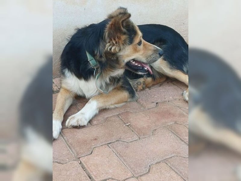 Cooper, sportlicher Wirbelwind sucht seine Menschen