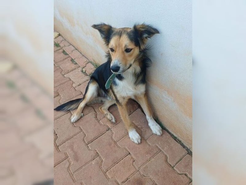 Cooper, sportlicher Wirbelwind sucht seine Menschen