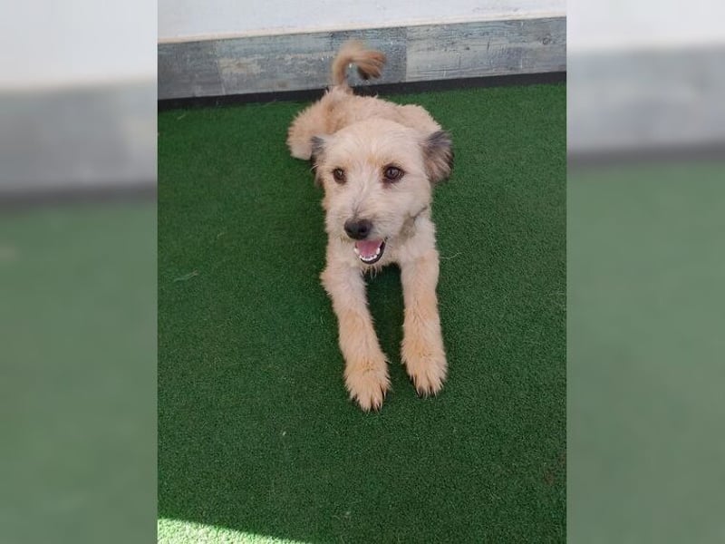 Lani, zarte Seele sucht liebevolles Zuhause als Einzelprinzessin