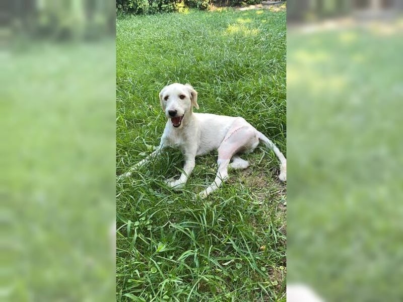 Alvin, zauberhafter Wuschel, Anfängerhund