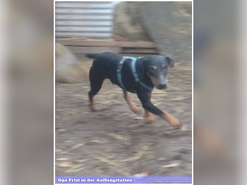 FRIZI, lieber Hundeopi sucht ein Zuhause für immer 