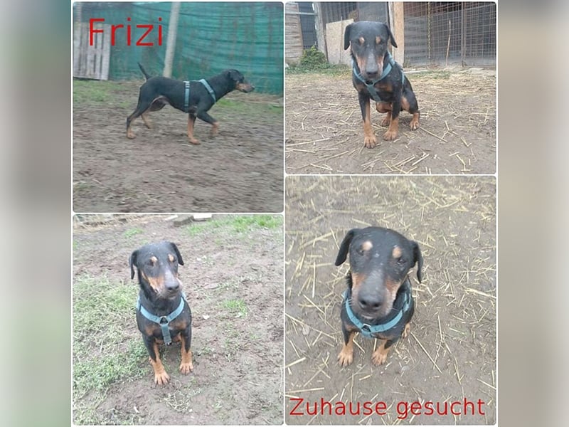 FRIZI, lieber Hundeopi sucht ein Zuhause für immer 