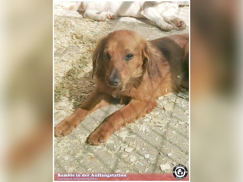 BAMBIE, bildhübsche Maus