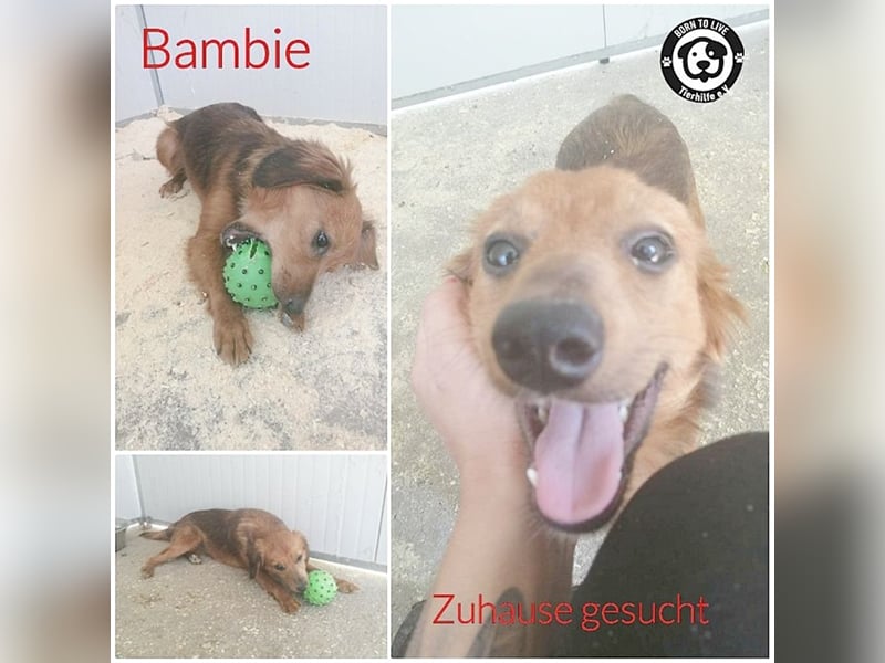 BAMBIE, bildhübsche Maus
