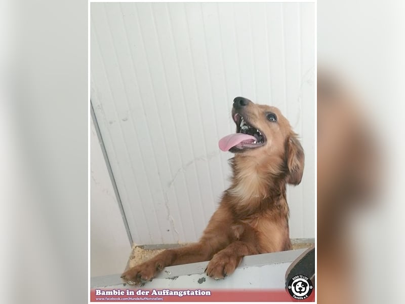 BAMBIE, bildhübsche Maus