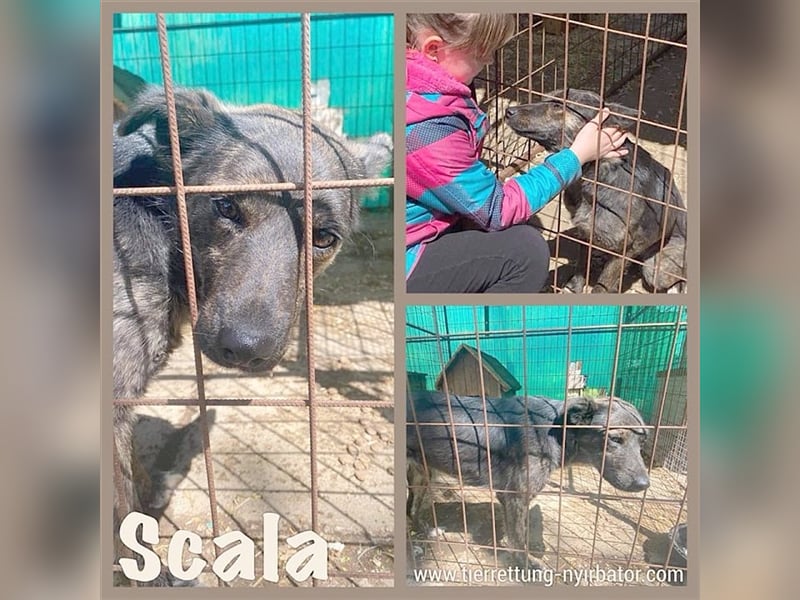 SCALA, der ideale Familienhund