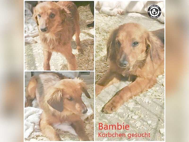 BAMBIE, bildhübsche Maus