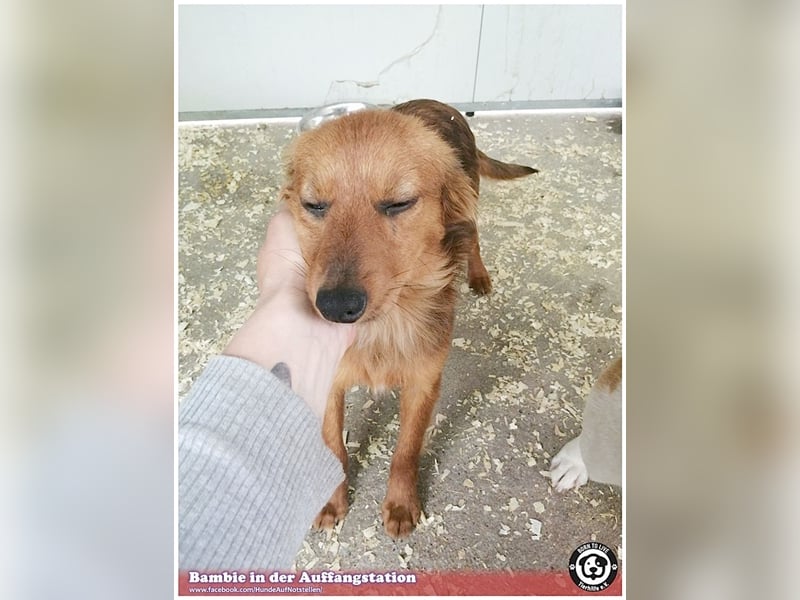 BAMBIE, bildhübsche Maus