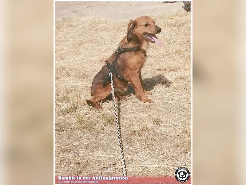 BAMBIE, bildhübsche Maus