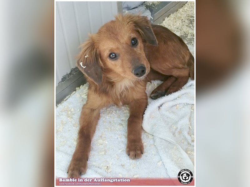 BAMBIE, bildhübsche Maus