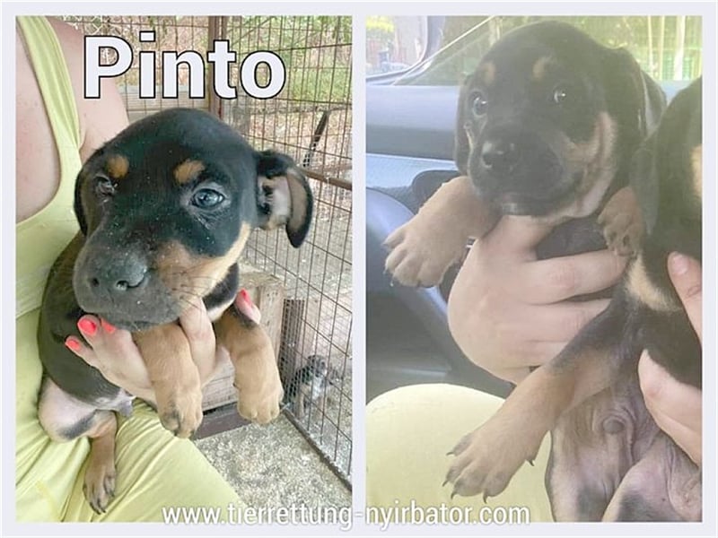 PINTO, zuckersüsser Fratz