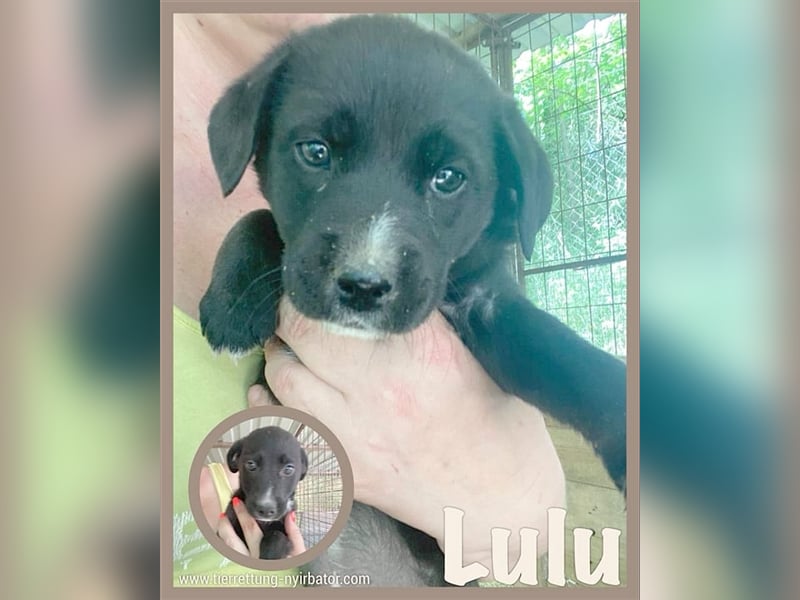 LULU, megasüsse Hummel