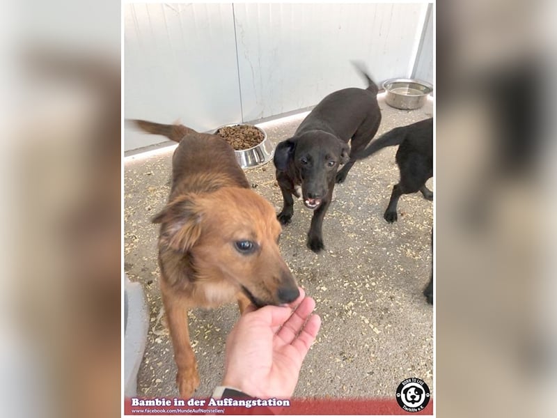 BAMBIE, bildhübsche Maus