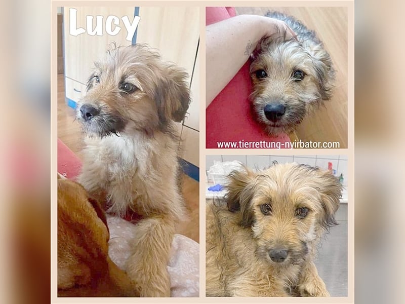 LUCY,der ideale Familienhund. Mag Kinder und Katzen